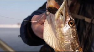 Graphiteleader VIVO - Андрей Питерцов (Зимняя рыбалка МР)