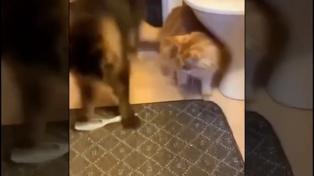 ржака мощная???