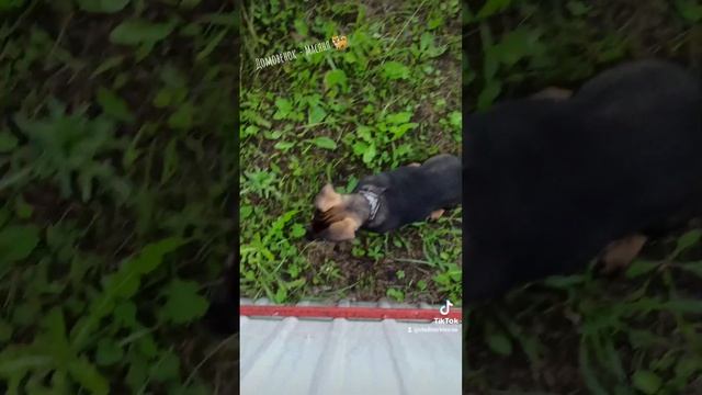 Домовёнок - Масяня смотреть онлайн