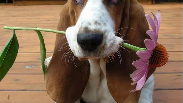 Basset Hound Dogs | Set Of Basset Hound Dog Breed Cute Picture Collection смотреть онлайн