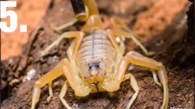 Топ 9 самих опасных животные. смотреть онлайн