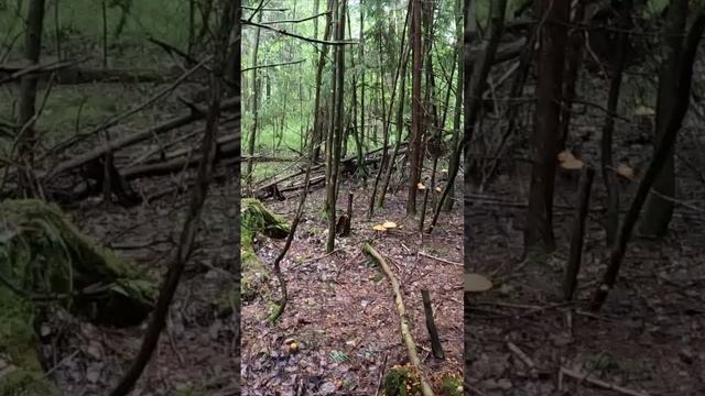 ТАКОЕ БЫВАЕТ РАЗ В ЖИЗНИ! ГРИБНИК НАТКНУЛСЯ НА ОГРОМНУЮ ПОЛЯНУ С ПОДОСИНОВИКАМИ смотреть онлайн