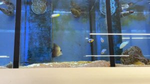 Зоомагазин в Германии