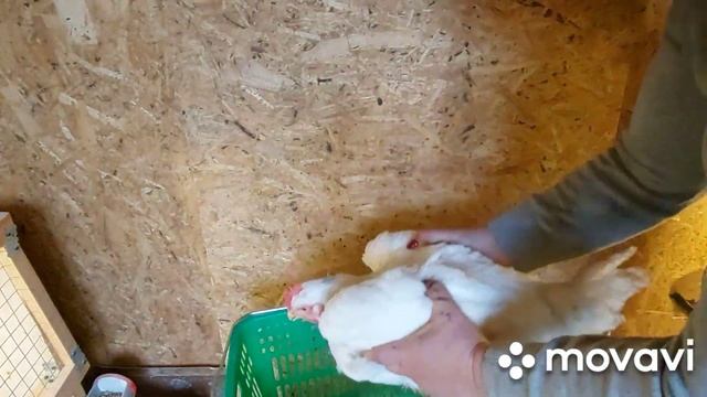 Вес бройлеров в 45 дней. Предполагаемый вес тушки бройлеров в 45 дней. Бройлеры Арбор Айкрес. смотреть онлайн