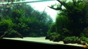 Самый большой и лучший в мире акваскейп. Выставка аквариумов. Самые красивые аквариумы