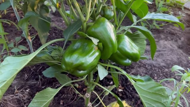 Перцы и томаты будут огромными и сочными. Чем подкормить овощи для налива плодов. смотреть онлайн