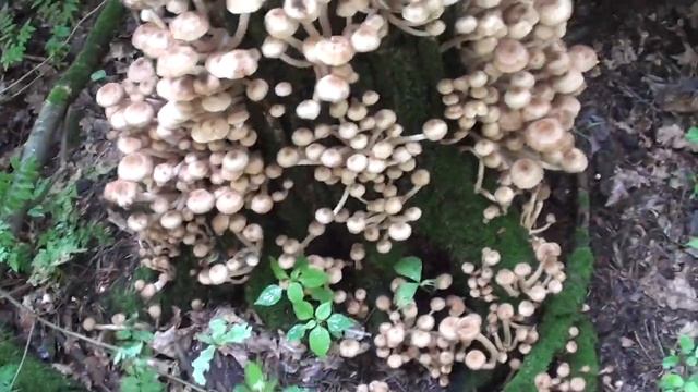 ГДЕ ИСКАТЬ ЛЕТНИЕ ОПЯТА КОНЕЧНО ЖЕ В САЛТЫКОВСКОМ ЛЕСУ SUMMER HONEY AGARIC IN SALTYKOVSKY FOREST смотреть онлайн