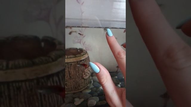 Рыбки гуппи после уборки аквариума(как различить пол мальков?!) смотреть онлайн