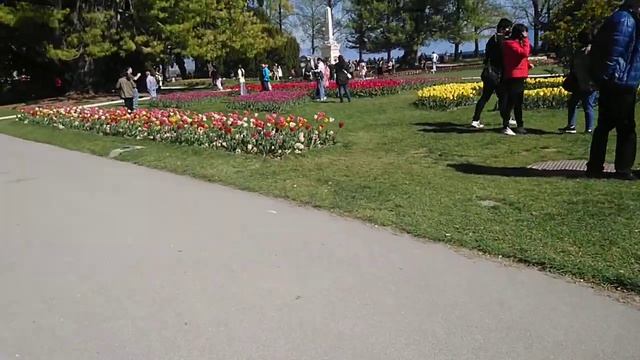 Suisse Switzerland Morges Швейцария Морж фестиваль тюльпанов Fête tulips tulip festival смотреть онлайн