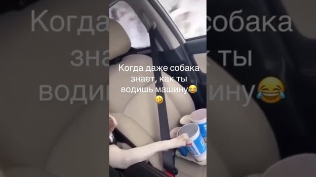 Может этот сушняк собакена ? смотреть онлайн