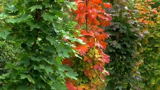 Зарисовка "Осень" смотреть онлайн