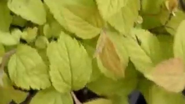 Bonsai Spiraea Magic Carpet Starter Tree.mpg