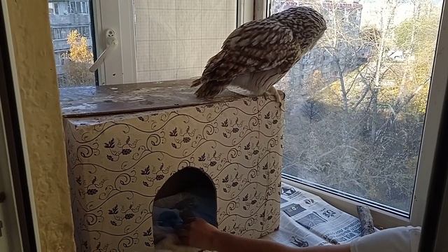 неясыть серая длиннохвостая по имени санюша смотреть онлайн