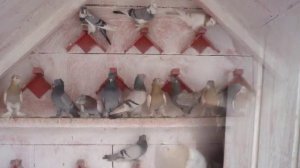 Голуби ленинаканские