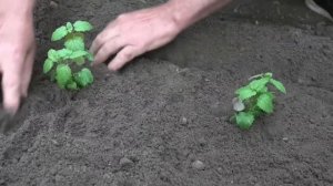 Высадка рассады мелисы и базилика в открытый грунт