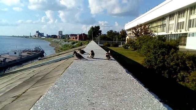 Прикол, воробей ест мороженое:-) / Funny, Sparrow eating ice cream:-) смотреть онлайн