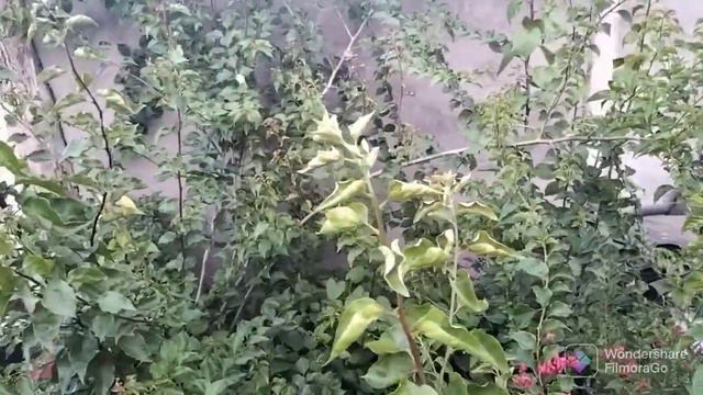 bougainvillea business: pag-usapan natin | Royale Garden Escapade смотреть онлайн