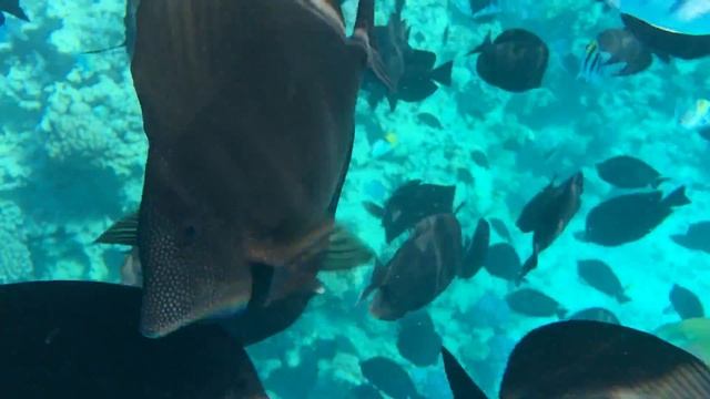 Красное море декабрь 2016. Albatros Aqua_Blu_Sharm обзор 11 смотреть онлайн