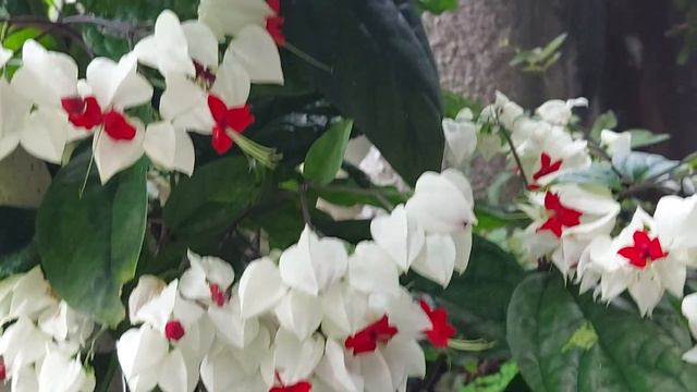 LAGRIMA- DE-CRISTO CLERODENDRON THOMSONIA MESMO CULTIVO NOVO AMBIENTE смотреть онлайн