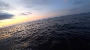 Лучший воблер на судака троллингом !!!