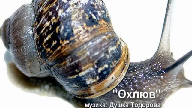 "Охлюв" смотреть онлайн