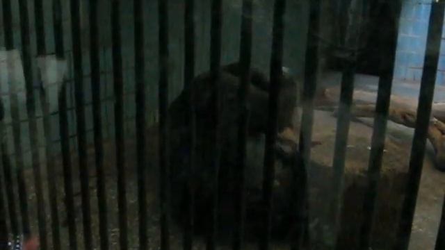 Медведь качает пресс смотреть онлайн