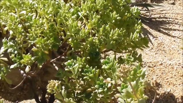 Aeonium viscatum: Aeonium lindleyi var. viscatum (Crassulaceae) - A Succulent Plant смотреть онлайн