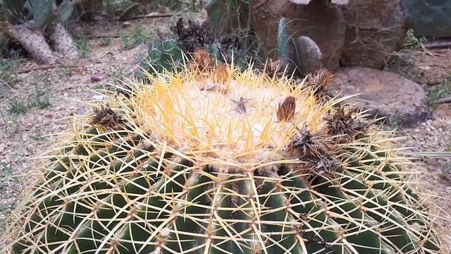 Echinocactus grusonii care (Barrel cactus) смотреть онлайн