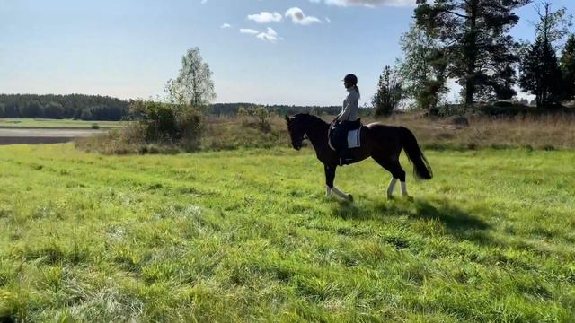 Häst f.2010 Dressyrvideo. SÅLD! смотреть онлайн