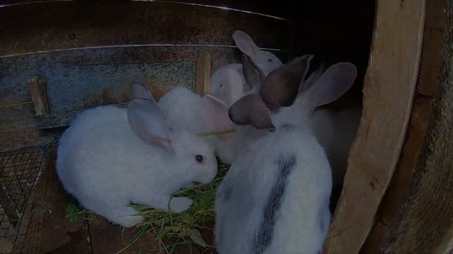 ПРО МОИХ ЖИВОТНЫХ И ПТИЦ...кролики,куры. смотреть онлайн