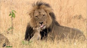 Прирожденные короли.Львы МАПОГО.2 ЧАСТЬ.2015.Full HD 1080