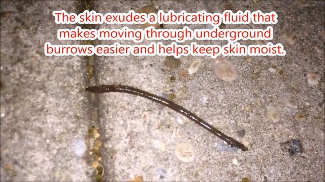 Earthworms Worms for Kids in Soil Documentary Moving Children Facts Videos Phylum Annelida смотреть онлайн