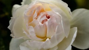 My garden roses  Bolero 2021