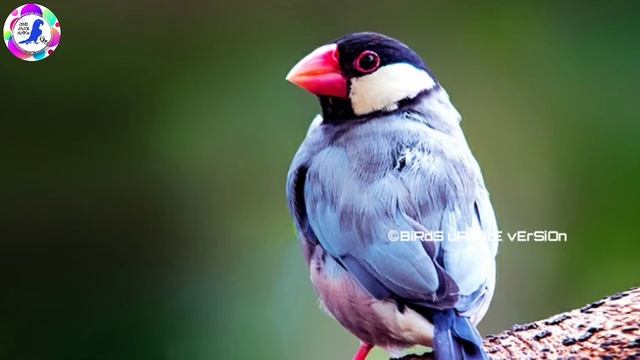 How do recovery diease affected java finches? | Subscriber doubt | java breeding!!! смотреть онлайн