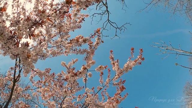 Райский Весенний Цветущий Сад. Видео Релакс 4K UHD