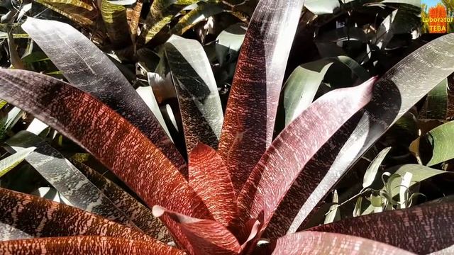 Vriesea fosteriana cv Red Chestnut - Bromeliad HD Video 01 смотреть онлайн