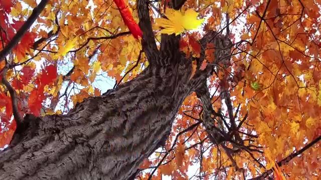 Осенние листья падают - Falling leaves смотреть онлайн