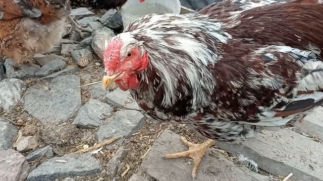 LifeVlog:ЦЫПЛЯТА ЛИВЕНСКИХ КУР. РАСЦВЕТКА КАК у ВЗРОСЛЫХ. смотреть онлайн