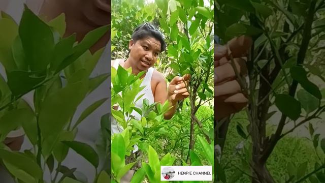 PART 1 | PAANO MAG-CLONE NG CALAMANSI? | HENPIE CHANNEL смотреть онлайн