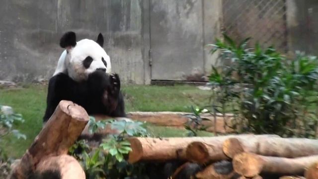 Пара в Дисней Лэнде в г. Гонконге смотреть онлайн