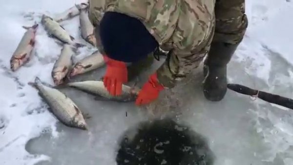 Промысловая рыбалка на муксуна, север Якутии / Commercial fishing on muksun, north of Yakutia.