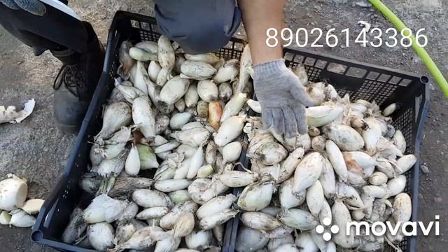 Лук на перо стардаст и каратал. Первая поставка. Сезон 20/21 смотреть онлайн