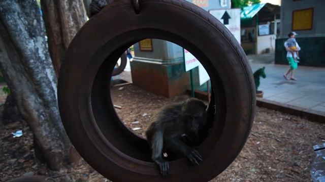 Тайланд. Краби. День 4. Храм «Пещера Тигра» смотреть онлайн