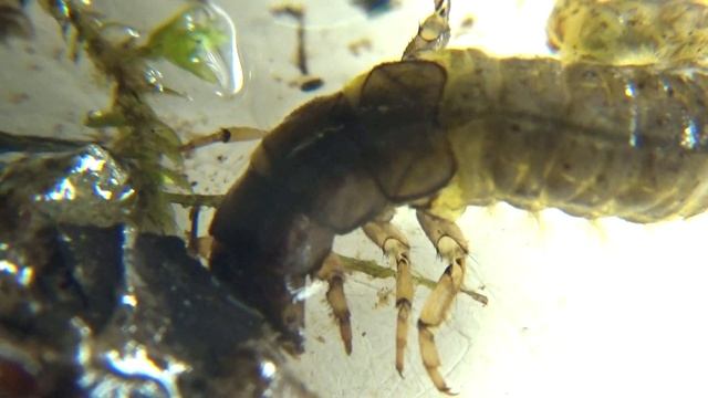 Hydropsyche dinarica смотреть онлайн