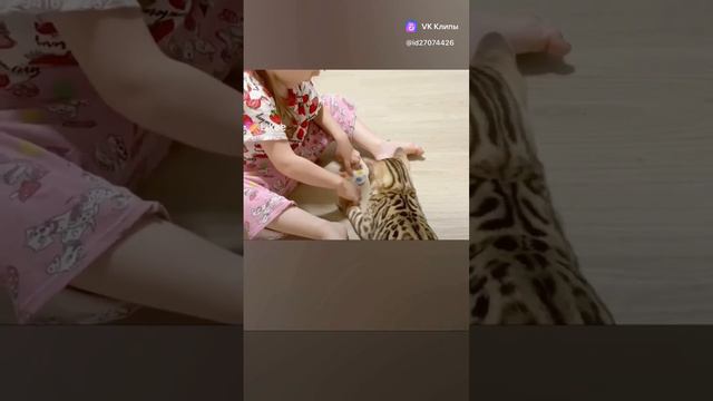 Бенгальский кот и спинер #приколы#кошки #бенгальский смотреть онлайн