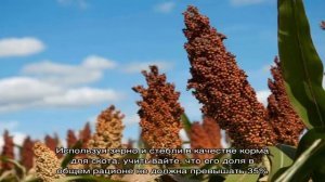 Что такое сорго и как его применяют в разных областях жизни