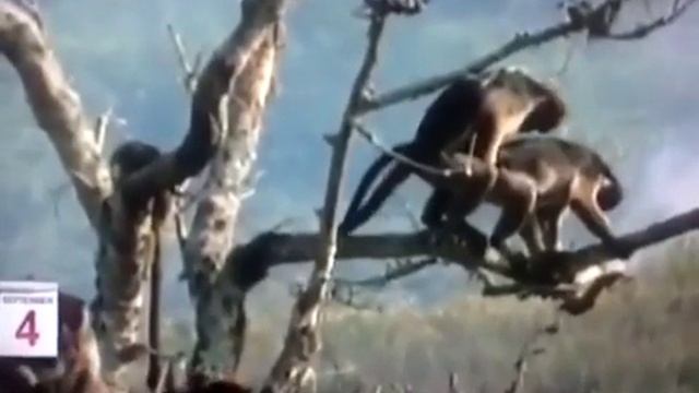 2 обезьяны на дереве смотреть онлайн