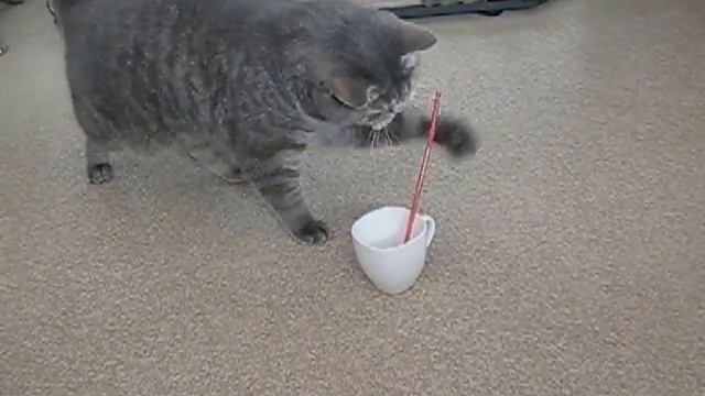 Кот -британец - бармен смотреть онлайн