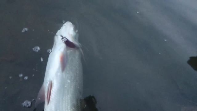 Нехило попали под раздачу! Москва-река поразила клёвом!