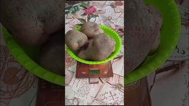 Сорт Сынок .Заказы на Вацап 89209214210